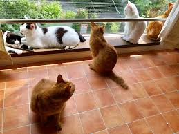 猫カフェの様子1のイメージ画像