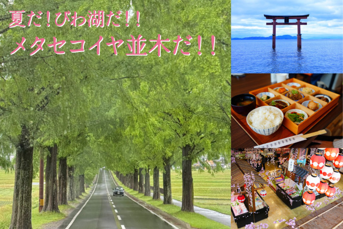 大人の恋バス 夏だ!びわ湖だ!!メタセコイヤ並木だ!!のイメージ画像