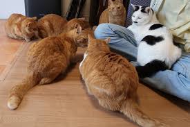 猫カフェの様子2のイメージ画像