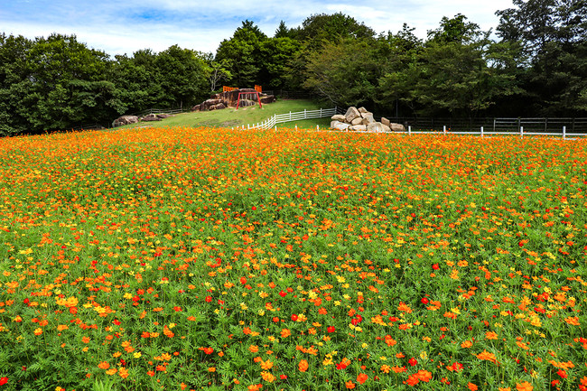 岡山のイメージ画像