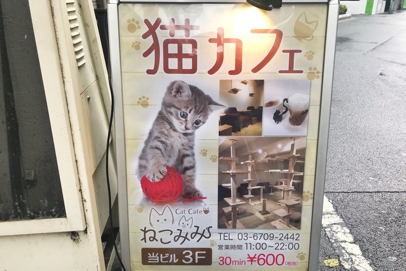 猫のチカラを借りれば女性と仲良くなれるんじゃないか説 オミカレ婚活ブログ 婚活 お見合いパーティーカレンダー オミカレ