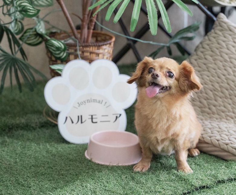 ハルモニアのイメージ画像