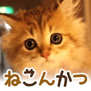 パーティーID:4242802の画像