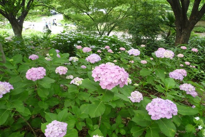 パーティーID:4259282の画像