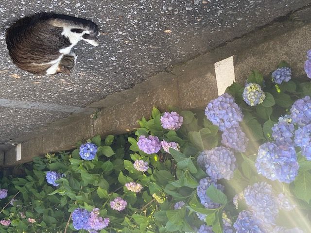 パーティーID:4265691の画像
