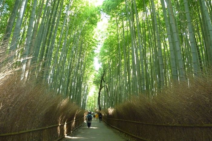 パーティーID:4266972の画像