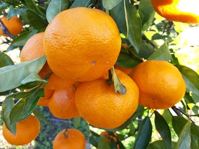 パーティーID:4323247の画像