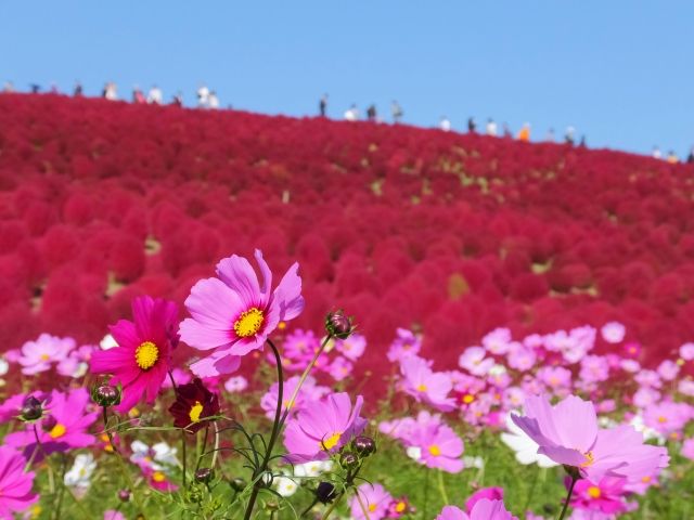 パーティーID:4323251の画像