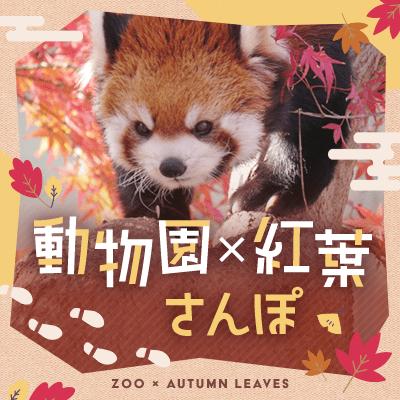 パーティーID:4323988の画像