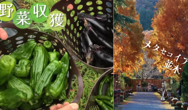 パーティーID:4324216の画像