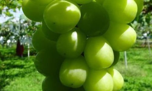 パーティーID:4346388の画像