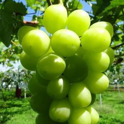 パーティーID:4346399の画像