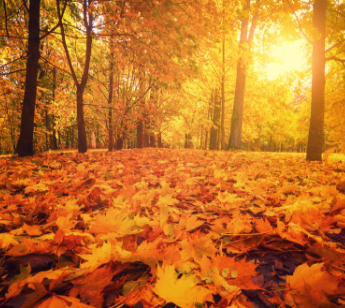 パーティーID:4354011の画像