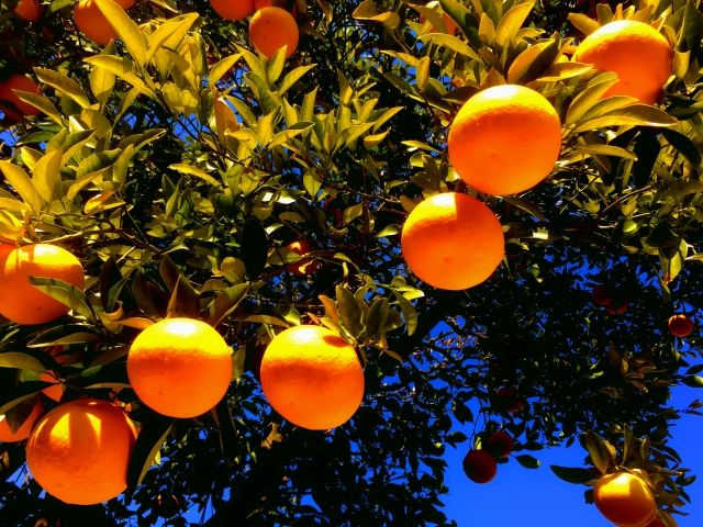 パーティーID:4361626の画像