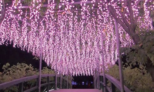 パーティーID:4361644の画像