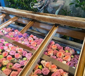 パーティーID:4379029の画像