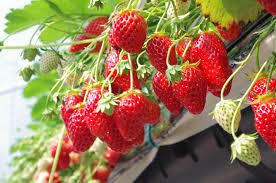 パーティーID:4387716の画像