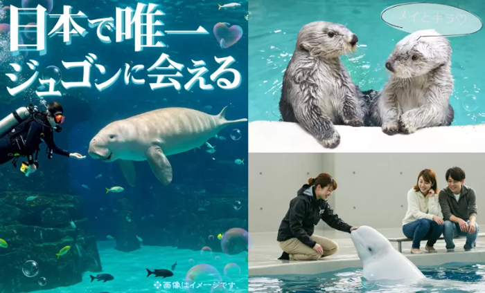 パーティーID:4389565の画像