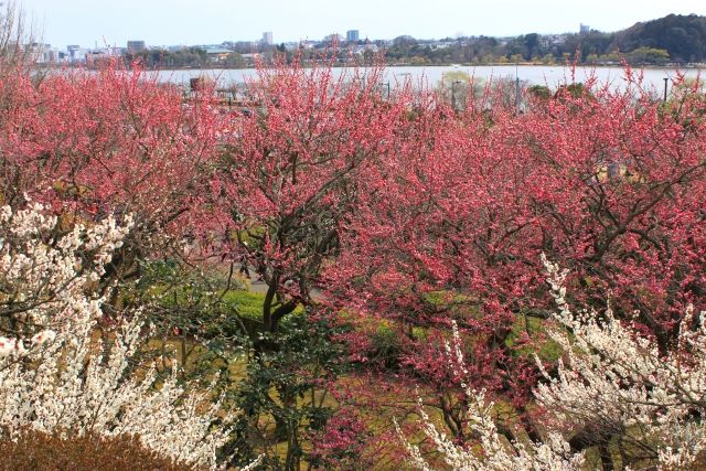 パーティーID:4394293の画像