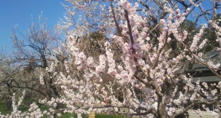 パーティーID:4394294の画像