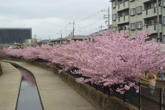 パーティーID:4411619の画像