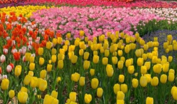 パーティーID:4415526の画像