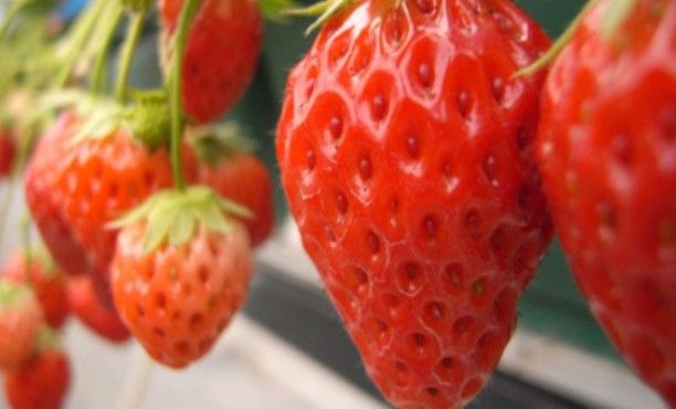 パーティーID:4415527の画像