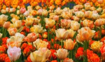 パーティーID:4415529の画像