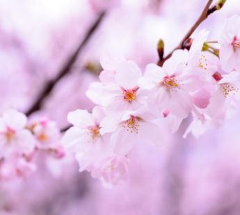 パーティーID:4422909の画像