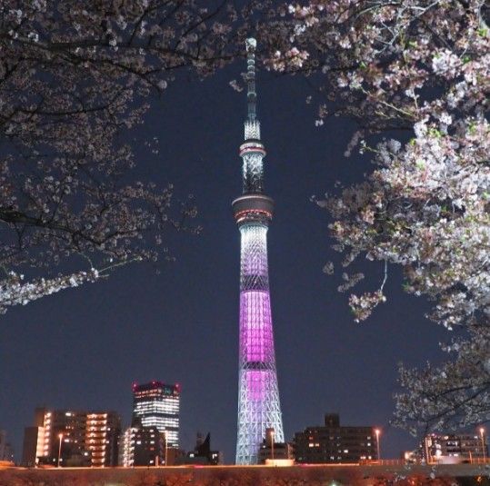 パーティーID:4425274の画像