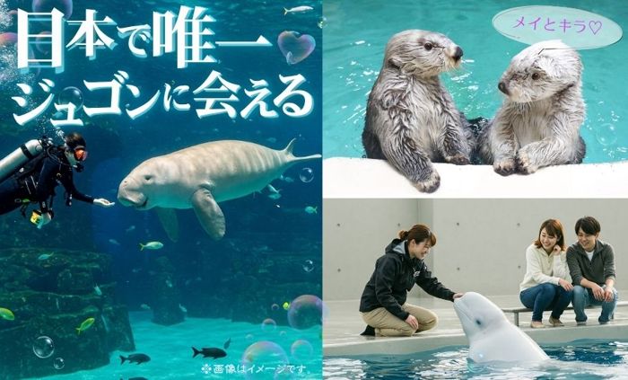 パーティーID:4433907の画像