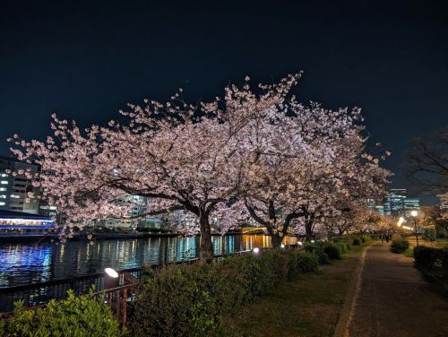 夜桜を楽しみながら花見婚のイメージ画像