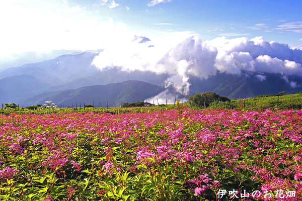 伊吹山のイメージ画像