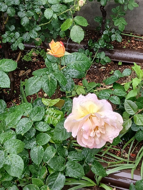 グループのイメージ画像