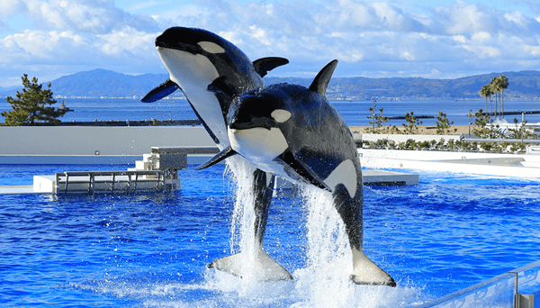 IBJ Matchingの特長のイメージ画像