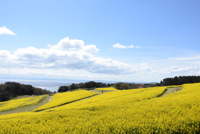 初開催！春だ！あわじ花さじき＆いちご狩りだ！のイメージ画像
