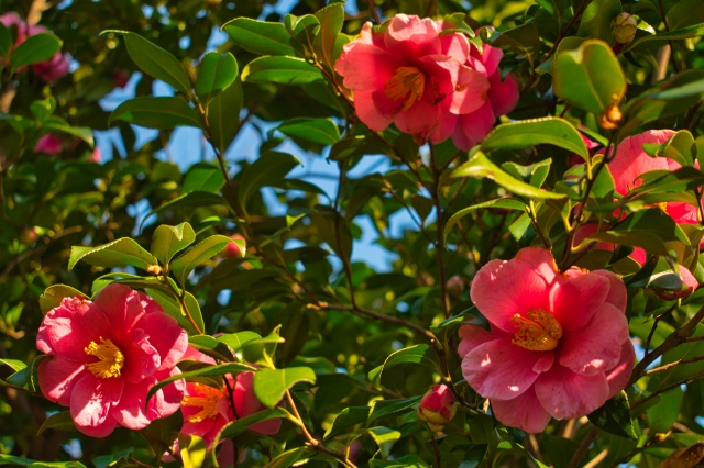 イベント詳細のイメージ画像