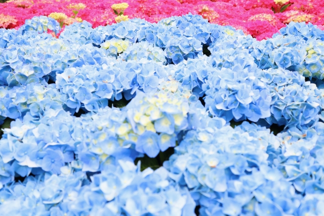 あじさいのイメージ画像