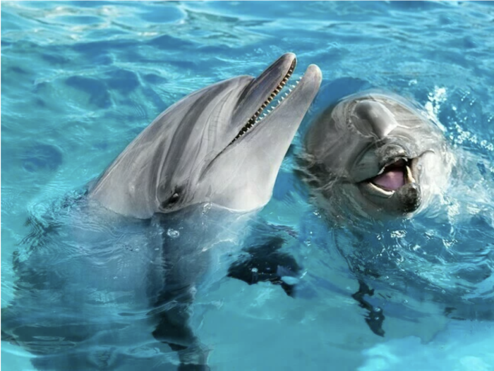 水族館のイメージ画像