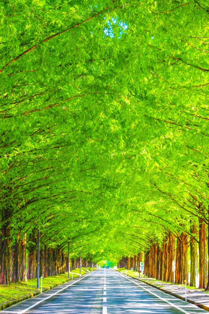 新緑きらめくメタセコイヤ並木とラコリーナの休日のイメージ画像