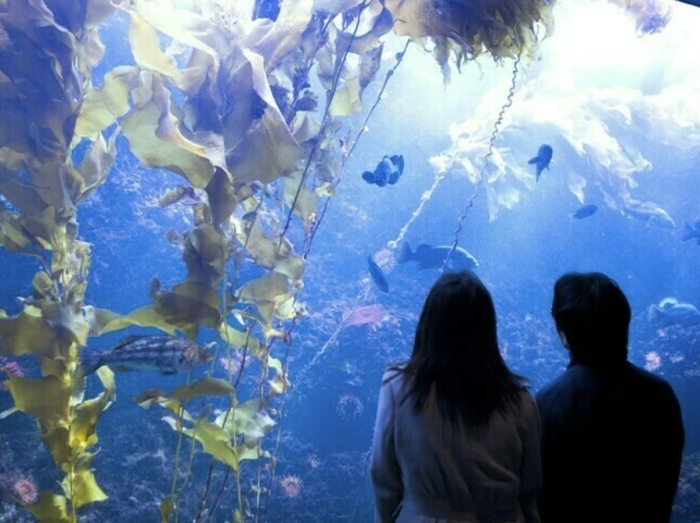 水族館のイメージ画像