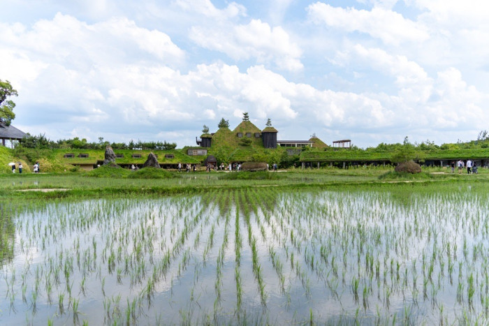 秋だ！びわ湖だ！メタセイヤ並木だ！！のイメージ画像