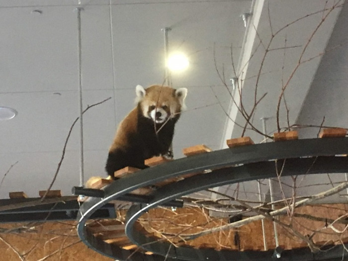 円山動物園のイメージ画像