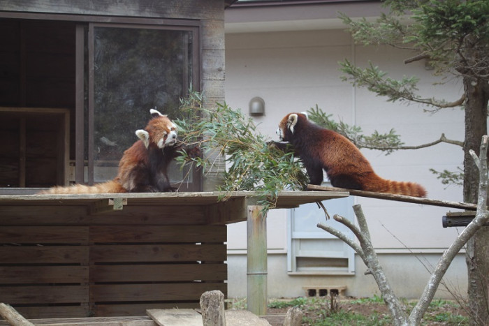 千葉市動物公園のイメージ画像