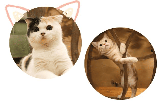 IBJ Matchingの特長のイメージ画像