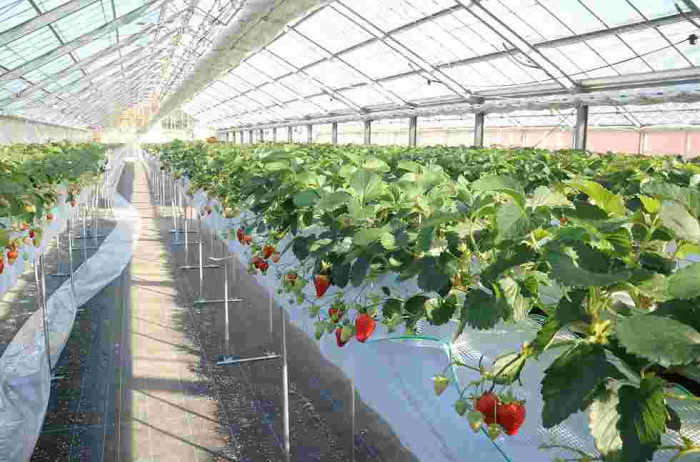 初開催！春だ！あわじ花さじき＆いちご狩りだ！のイメージ画像