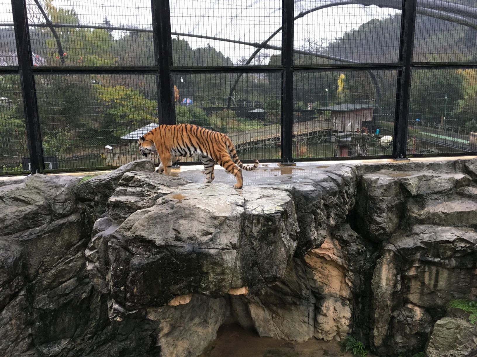 日本平動物園のイメージ画像