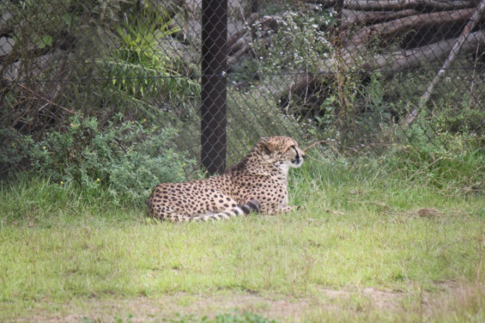 千葉市動物公園のイメージ画像