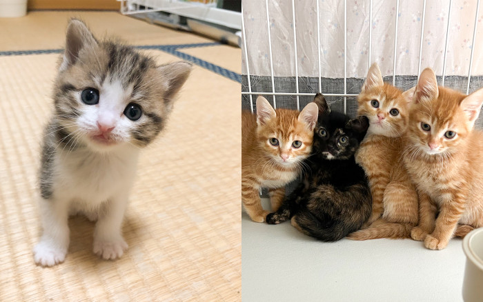 猫きっかけで自然に出会えるのイメージ画像