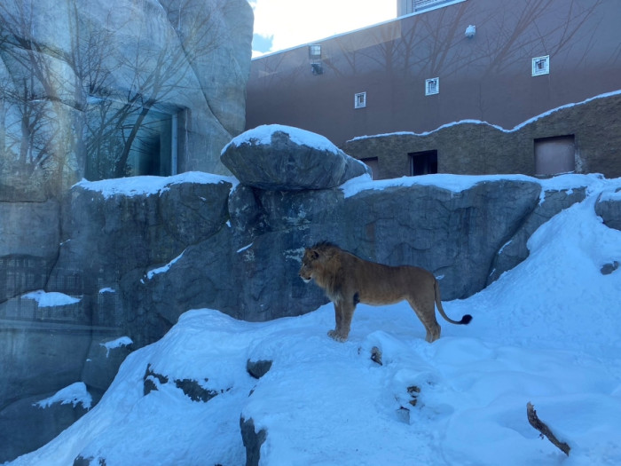 円山動物園散策のイメージ画像